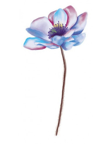 Sasanka - květinové dočasné tetování